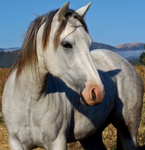 Chaparral's Annie O