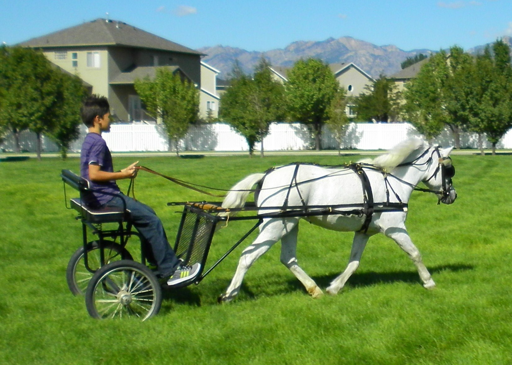 Chaparral's Char Dawn Neigh