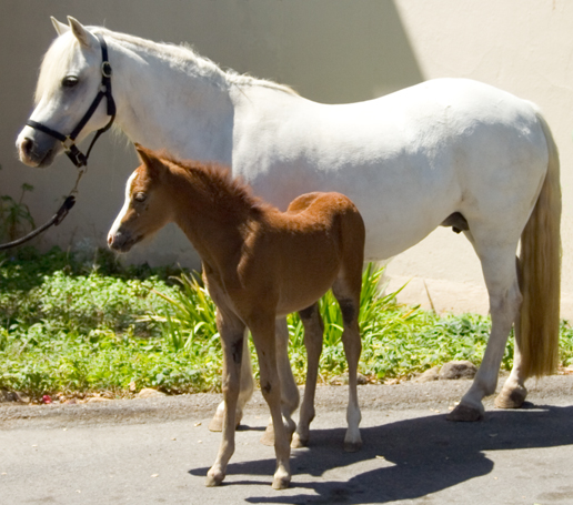 Chaparral's Diamonds And Lace & Lacey