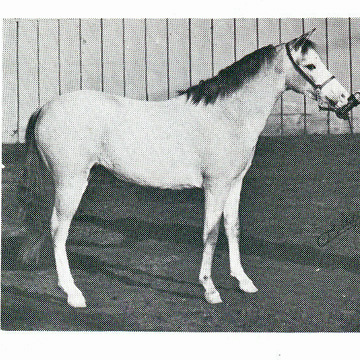 Chaparral's Queen Bee