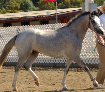 Chaparral's Q Te' Pie