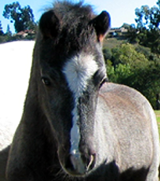 Chaparral's Spitfire