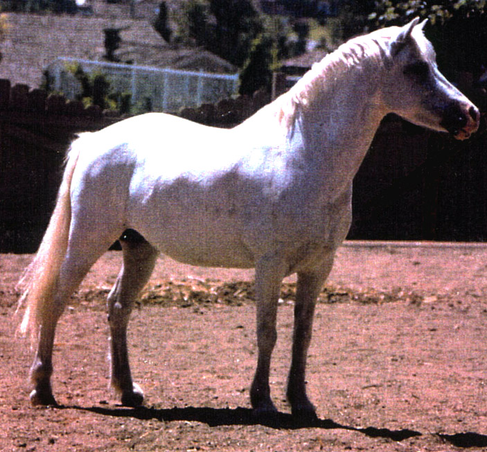 Chaparral's Queen Bee