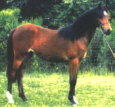 Kacey Facet as a yearling