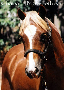 Chaparral's Sweetheart