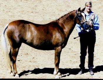 *Pillheathcherryblossom