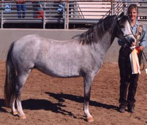 Chaparral's Queen Anne's Lace