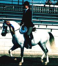 English Pleasure Champion